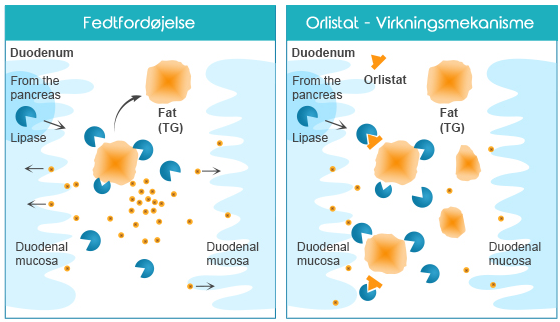 Xenical Oorlistat Virkningsmekanisme